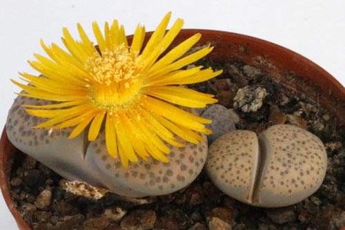 Lithops fulviceps v. lactinea C222 TL img_05731