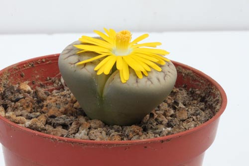 Lithops gracilidelineata ssp. brandbergensis img_05386