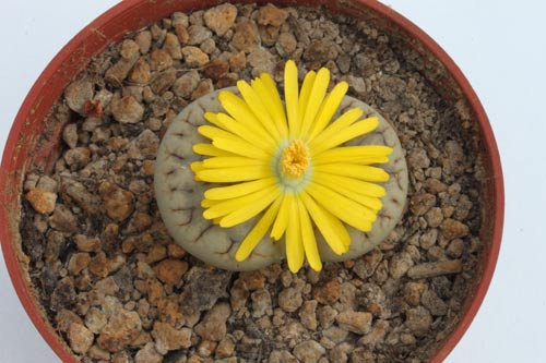 Lithops gracilidelineata ssp. brandbergensis img_05388