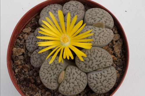 Lithops hookeri v. susannae img_06302