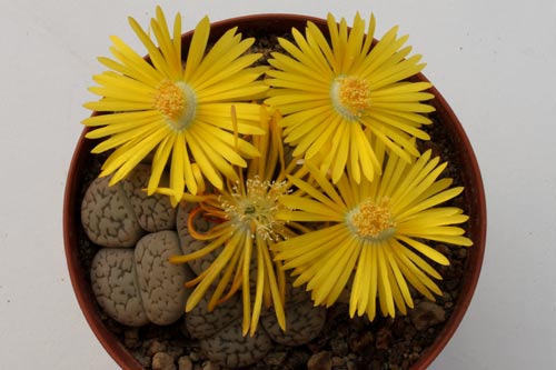 Lithops hookeri v. susannae img_06429