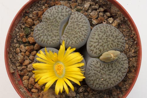 Lithops hookeri v. dabneri img_06432
