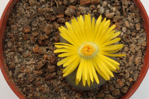 Lithops hookeri v. elephina img_06452