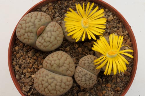 Lithops hookeri v. lutea C038 TL img_06458