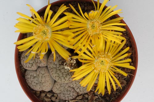 Lithops hookeri v. susannae C091 TL img_06518