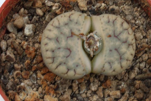 Lithops gracilidelineata ssp. brandbergensis C383 img_07306