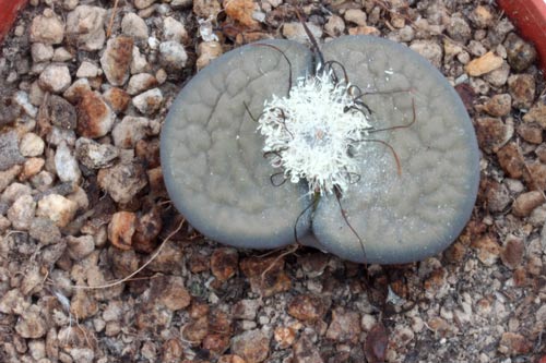 Lithops hookeri v. elephina img_07355