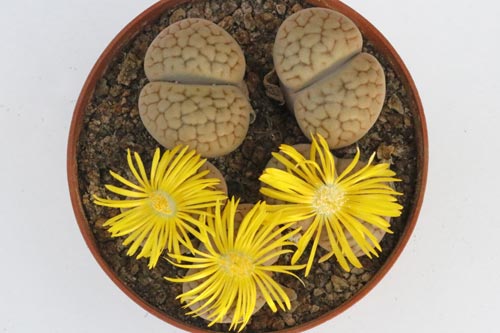 Lithops hookeri v. lutea C038 TL img_05741