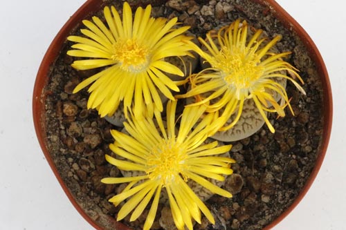 Lithops hookeri v. dabneri img_05743