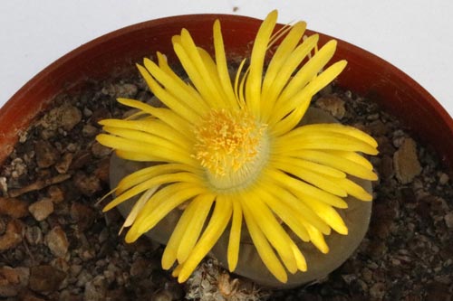 Lithops hookeri v. elephina img_05747