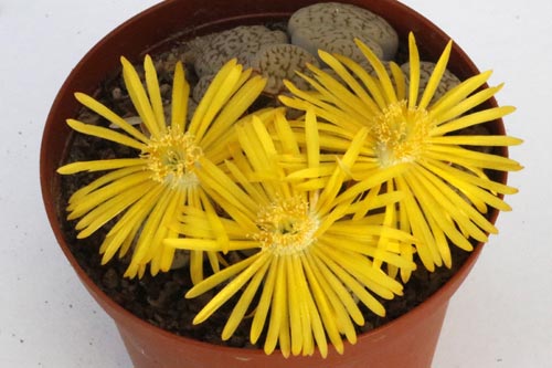 Lithops hookeri v. susannae C091 TL img_05749