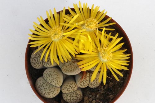 Lithops hookeri v. susannae C091 TL img_05750