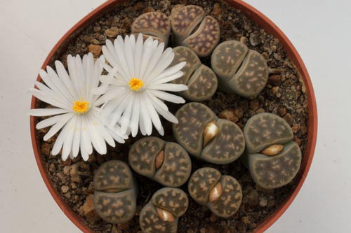 Lithops karasmontana ssp. karasmontana v. lericheana img_06444