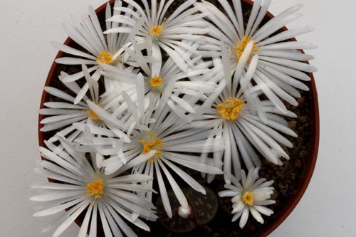 Lithops karasmontana ssp. karasmontana v. lericheana img_06502