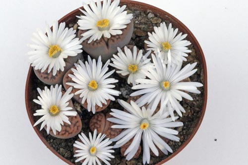 Lithops karasmontana ssp. karasmontana v. tischeri C182 TL img_05879