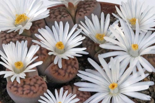 Lithops karasmontana ssp. karasmontana v. tischeri C182 TL img_05881