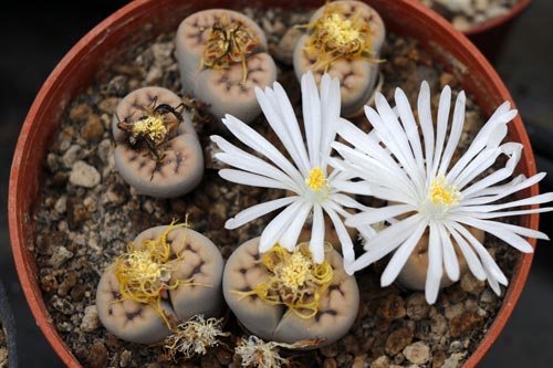 Lithops karasmontana ssp. karasmontana v. tischeri C182 TL img_05944