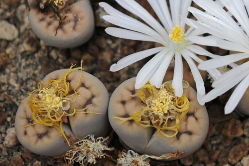 Lithops karasmontana ssp. karasmontana v. tischeri C182 TL img_05945