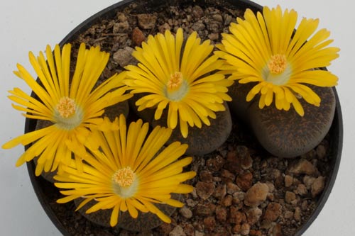 Lithops lesliei ssp. lesliei v. lesliei C115 img_06295