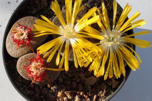 Lithops lesliei ssp. lesliei v. lesliei C115 img_06423