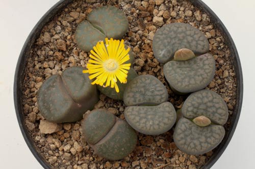 Lithops lesliei ssp. lesliei v. rubrobrunnea img_06437