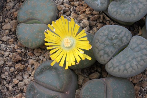Lithops lesliei ssp. lesliei v. rubrobrunnea img_06438