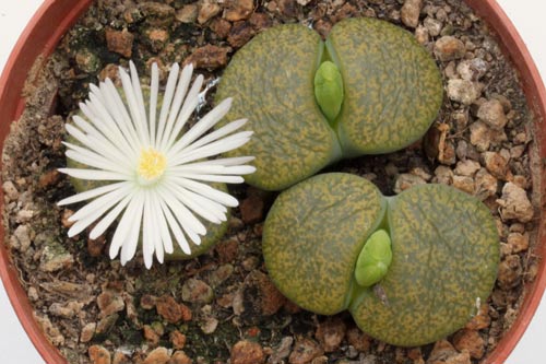 Lithops lesliei ssp. lesliei v. lesliei 'Albinica' C36A img_06481