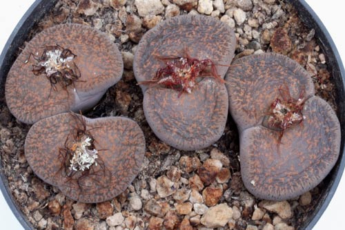 Lithops lesliei ssp. lesliei v. lesliei C115 img_07359