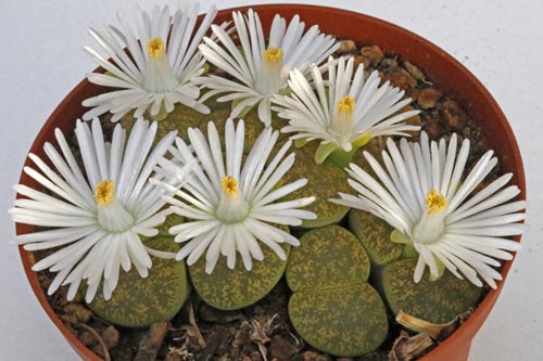 Lithops lesliei ssp. lesliei v. lesliei 'Albinica' C36A img_05709
