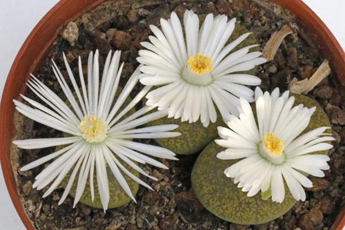 Lithops lesliei ssp. lesliei v. lesliei 'Albinica' C36A img_05728