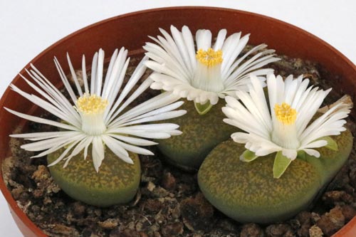 Lithops lesliei ssp. lesliei v. lesliei 'Albinica' C36A img_05729