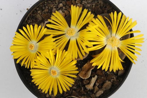 Lithops lesliei ssp. lesliei v. lesliei C115 img_05760