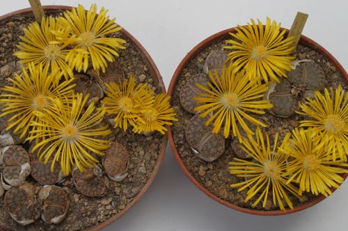 Lithops pseudotruncatella ssp. pseudotruncatella v. pseudotruncatella C067 img_04692