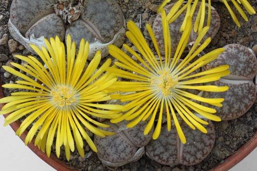 Lithops pseudotruncatella ssp. pseudotruncatella v. pseudotruncatella C067 img_04696