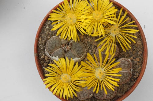Lithops pseudotruncatella ssp. pseudotruncatella v. pseudotruncatella C067 img_04697