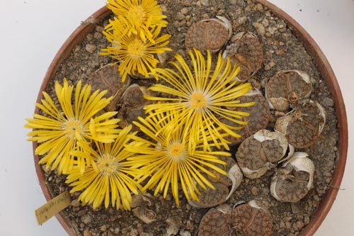 Lithops pseudotruncatella ssp. pseudotruncatella v. pseudotruncatella C067 img_04700