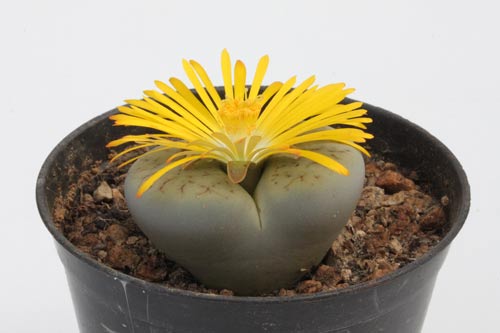 Lithops pseudotruncatella ssp. archerae C104 img_05383