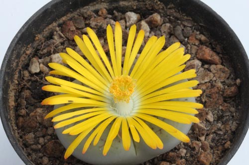 Lithops pseudotruncatella ssp. archerae C104 img_05384