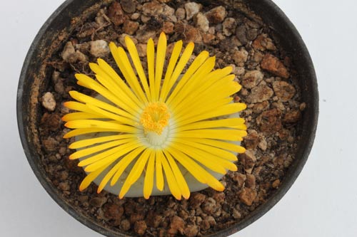 Lithops pseudotruncatella ssp. archerae C104 img_05391
