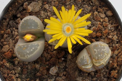 Lithops olivacea v. nebrownii C162b TL img_06504