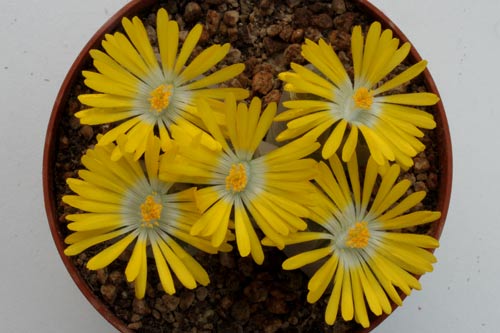 Lithops olivacea img_06514