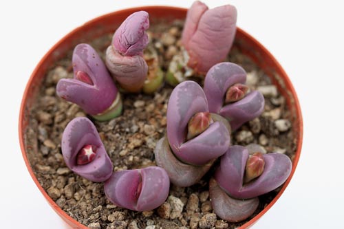 Lithops optica img_07276