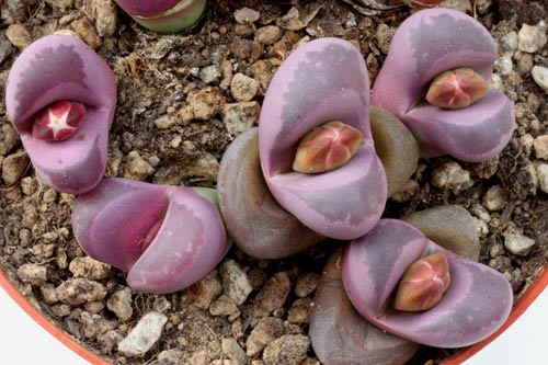 Lithops optica img_07280