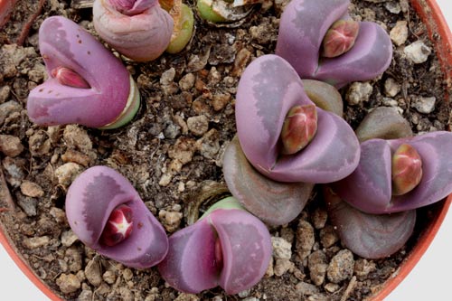 Lithops optica img_07281