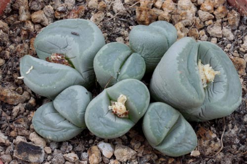Lithops optica img_07289