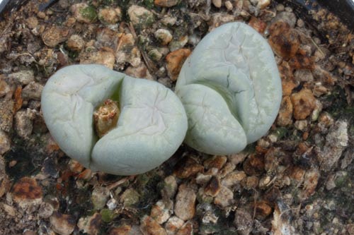 Lithops optica img_07309