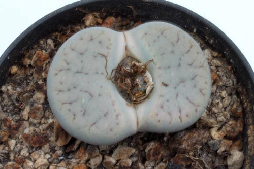 Lithops pseudotruncatella ssp. archerae C104 img_07353