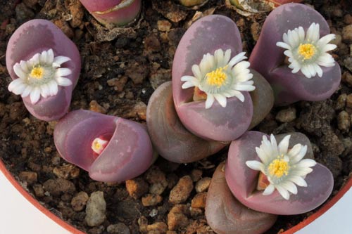 Lithops optica img_07400