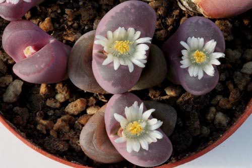 Lithops optica img_07405