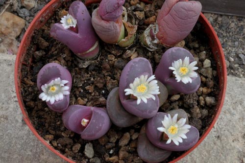 Lithops optica img_07408